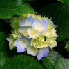 https://roster.in.ua/wp-content/uploads/2023/12/hydrangeas-1-100x100.jpg
