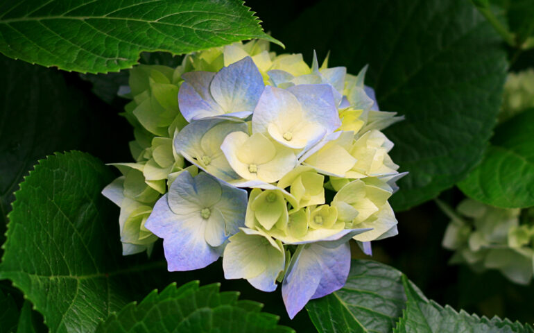 https://roster.in.ua/wp-content/uploads/2023/12/hydrangeas-770x480.jpg